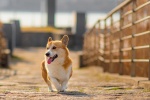 Running corgi pictures desktop wallpaper