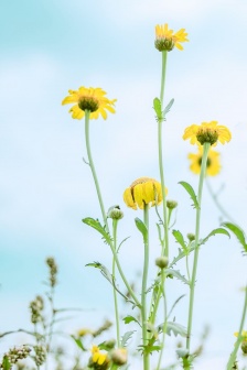 春暖花開綠色風景小清新手機壁紙