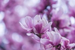 Magnolia flower photography HD desktop wallpaper