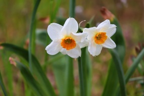 HD Narcissus Pictures Desktop Wallpaper