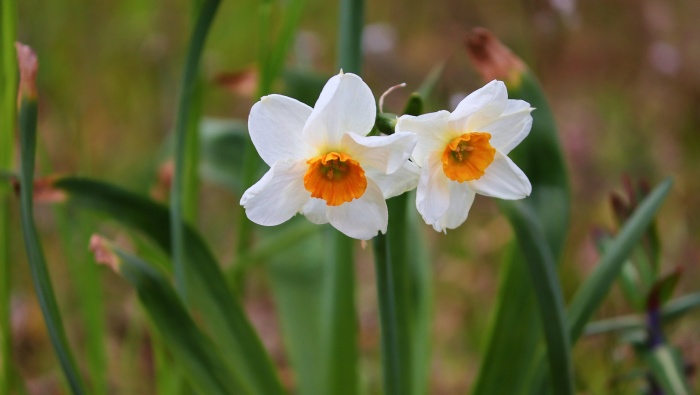 高清水仙花圖片桌麵壁紙