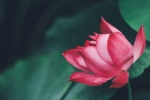 Lotus photography material HD desktop wallpaper