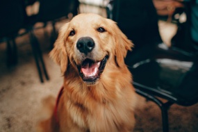 Cute golden retriever dog pictures desktop wallpaper