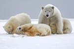 polar bear pictures