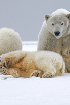 北極熊圖片