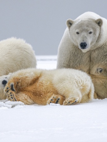 polar bear pictures