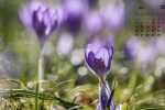 April 2021 Flowers and Plants HD Calendar Wallpaper