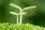 April 2021 Eyesight Protecting Green Fresh Desktop Calendar Wallpaper