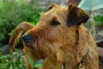 Irish Terrier Pictures