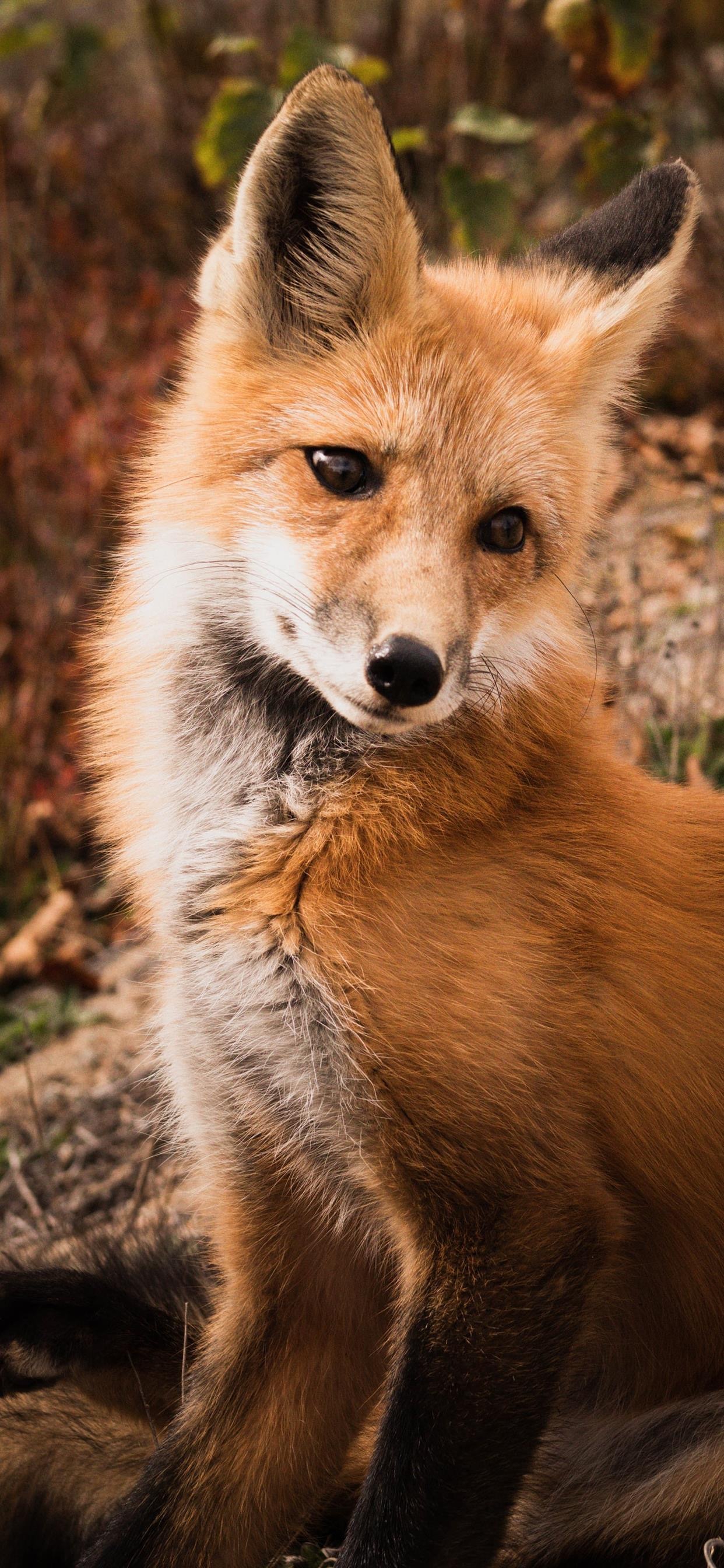 狐狸小动物高清手机壁纸 可爱小狐狸高清手机壁纸 三千图片网