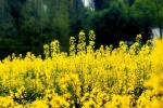 Scenery pictures of rape flowers all over the mountain