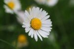 Beautiful HD Daisy Pictures Desktop Wallpaper