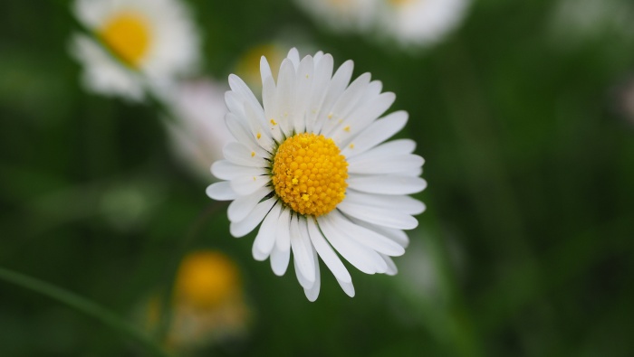 Beautiful HD Daisy Pictures Desktop Wallpaper