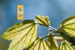 高清24节气春分图片桌面壁纸