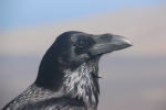Picture of crow with jet black feathers