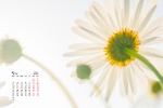 May 2021 fresh and elegant daisy desktop calendar wallpaper