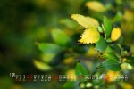 Eye-protecting green plants HD calendar wallpaper for December 2021