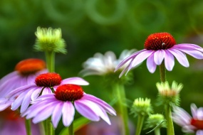 Double Ninth Festival chrysanthemum picture desktop wallpaper