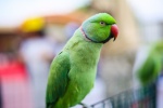 Cute red-collared green parrot pictures