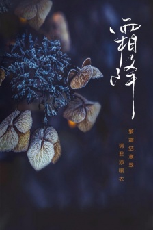 Frosty charming snow scene pictures HD mobile wallpaper