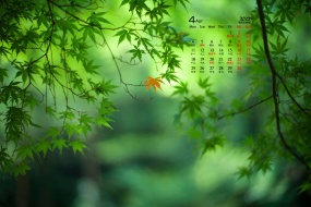 April 2022 green maple leaf desktop calendar wallpaper