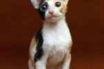 Cornish Rex Cat Pictures