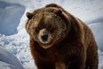 Cute grizzly bear pictures