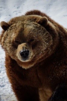 Cute grizzly bear pictures