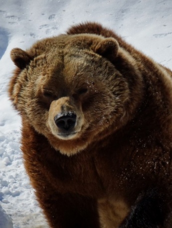 Cute grizzly bear pictures