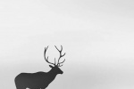 Beautiful elk silhouette mobile wallpaper