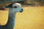 Alpaca pictures tame and cute alpaca pictures
