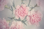 Pink carnation desktop wallpaper picture
