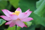 Lotus blooming in the pond picture desktop wallpaper