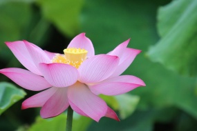 Lotus blooming in the pond picture desktop wallpaper