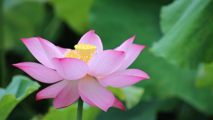 Lotus blooming in the pond picture desktop wallpaper