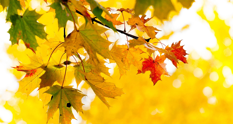 2021年10月桌麵壁紙