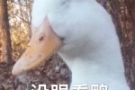 没眼看鸭