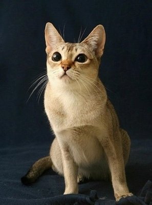 singapore cat pictures