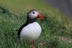 可爱的海雀图片桌面壁纸