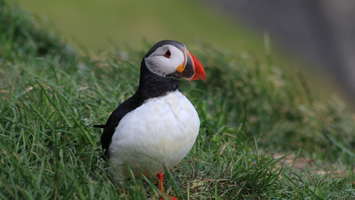 Cute puffin pictures desktop wallpaper