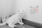 March 2022 Cute Cat Desktop Calendar Wallpaper