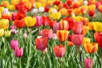 五颜六色的郁金香图片桌面壁纸