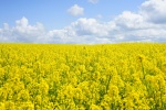 Rapeseed flower sea scenery picture desktop wallpaper