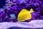 Yellow high-fin surgeonfish picture desktop wallpaper