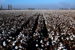 新疆棉花高清图片桌面壁纸