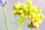 Bright ladybug pictures