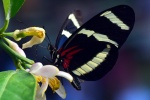 Beautiful yellow-sleeved butterfly pictures desktop wallpaper