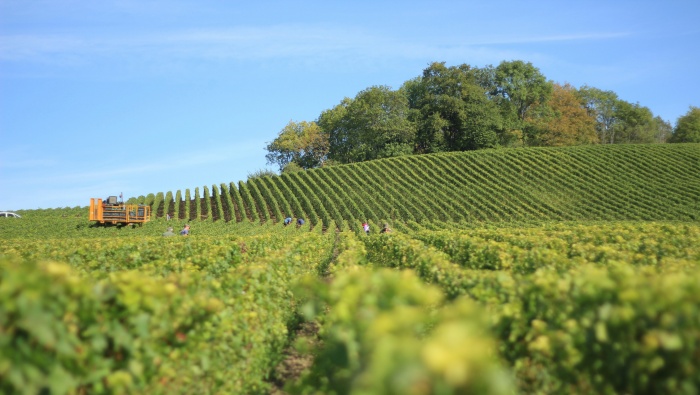 清新田野唯美自然圖片桌麵壁紙