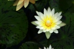 HD water lily pictures