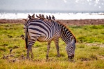 wild zebra pictures